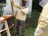 bienen3